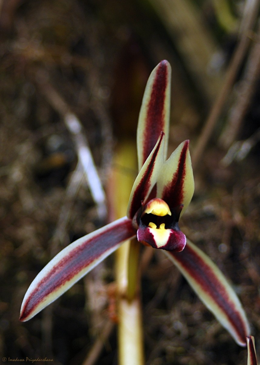 Cymbidium bicolor Lindl.